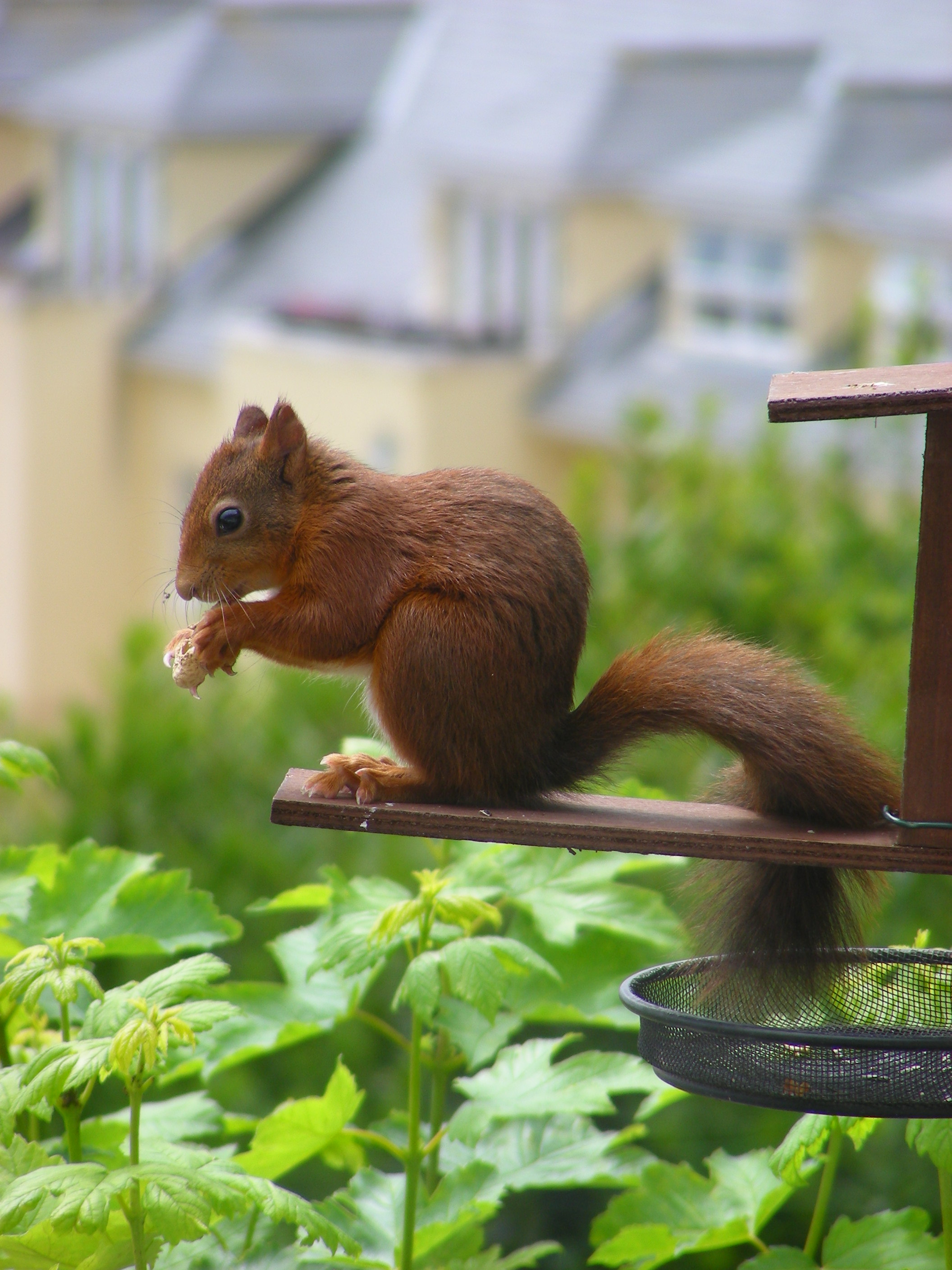 An indiginous red squirrel